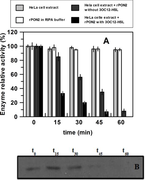 Esterase Activity A And Western Blot Analysis B Of Rpon2 In Hela