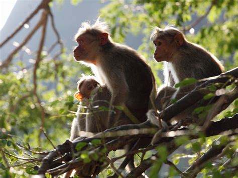 Russia Wants To Send Monkeys To Mars And Women To The Moon Smithsonian