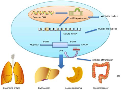 Role Of Noncoding Rna In Pancreatic Cancer Review