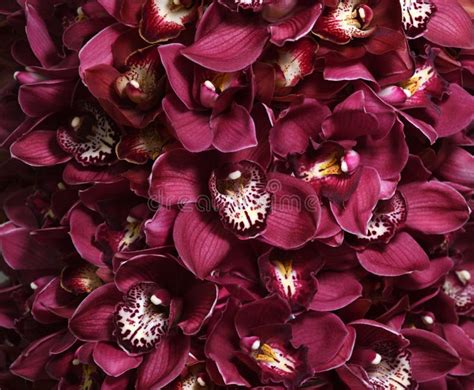 Dark Red Or Purple Colored Orchid Flowers Or Phalaenopsis Flowers