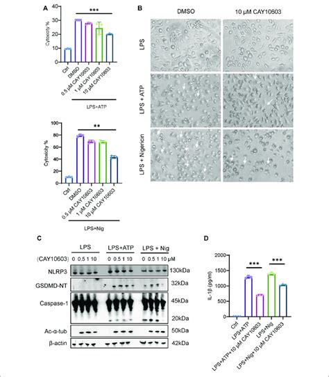 Hdac Inhibition Suppresses Nlrp Activation In Macrophages A