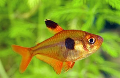 Tetra - Description, Habitat, Image, Diet, and Interesting Facts