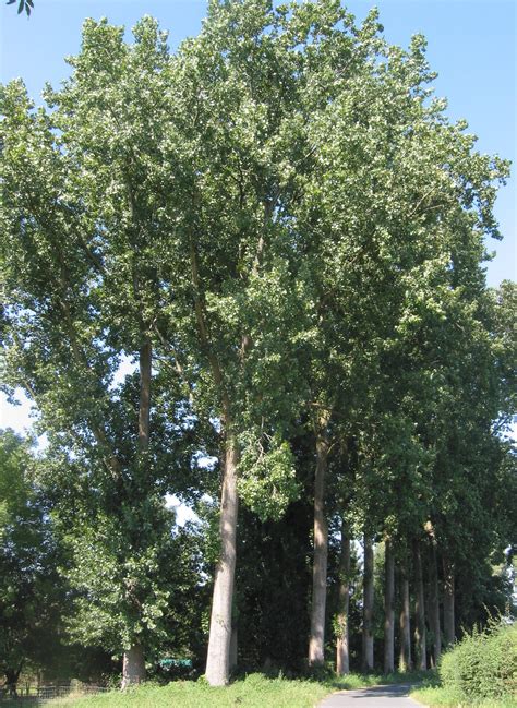 File Populier Populus Canadensis Wikimedia Commons