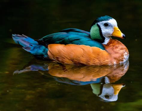 Discover the exciting world of 51 Most Colorful Ducks in the World ...