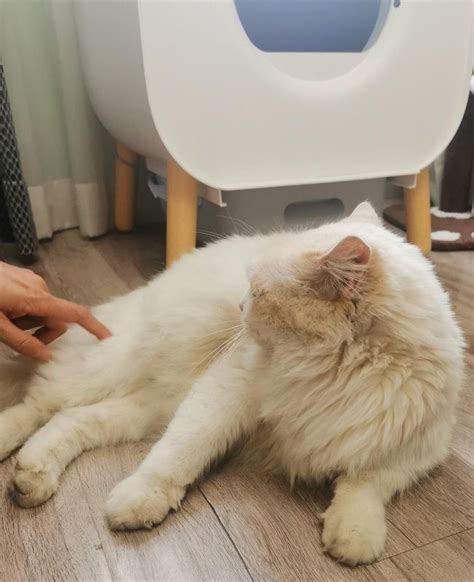 Умный лоток для кошек Xiaomi Xiaowan Intelligent Automatic Cat Litter ...