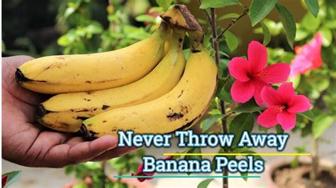 Easiest Way To Make Free Fertilizer For Any Plants Banana Peels Tea