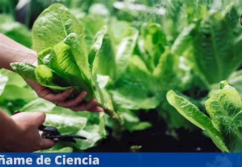 Guía práctica para cultivar en casa espinacas de forma fácil y sin