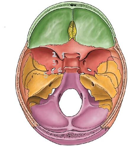 Foramenes Craneales Cara Interna Basel Del Cr Neo Diagram Quizlet