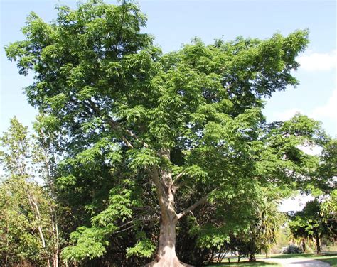 Ceiba Pentandra Kapok Tree For Sale South Florida 🌳 Treeworld Wholesale