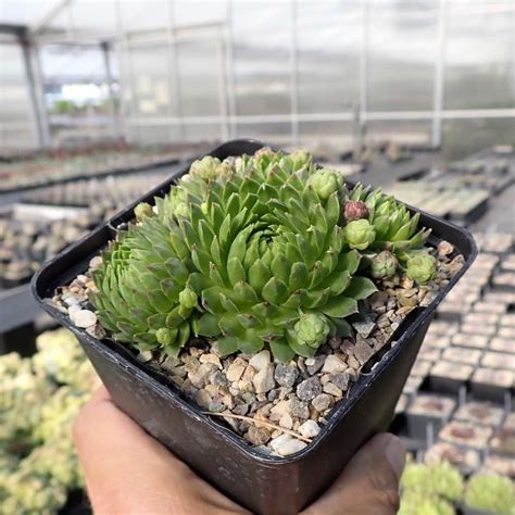 Sempervivum Amazone Dw Uhlig Kakteen Ber Verschiedene Arten