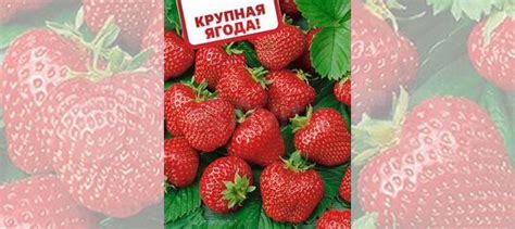 Саженцы Земляника Фестивальная ромашка (средняя) купить в Магнитогорске ...