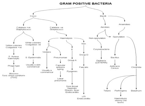 Staphylococci Flashcards Quizlet