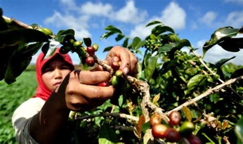 Kopi Asal Subang Sukses Go Internasional Kini Disiapkan Jadi Komoditas