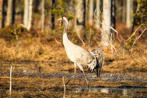 Finland – A wildlife photographers’ paradise? - WildlifeMoments.de