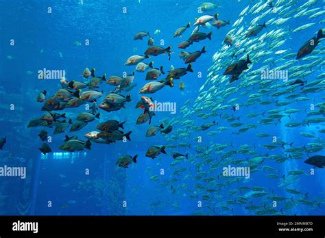 Atlantis hotel aquarium Stock Photo - Alamy