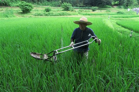 田んぼの草取り 里山をよみがえらせる会