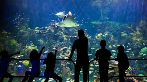 Aquarium Del Puerto De Veracruz Tendr Rea Con Especies Del Oc Ano