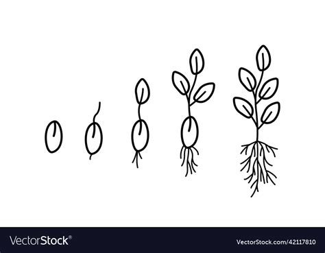 Stages of seed germination Royalty Free Vector Image