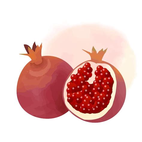 Premium Vector Pomegranate In Watercolor Illustration Style