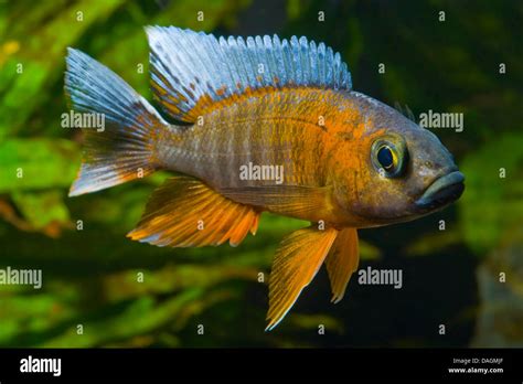 Lake Malawi Butterfly Cichlid Fairy Cichlid Aulonocara Jacobfreibergi