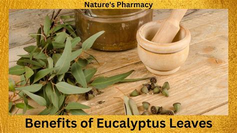 The Health Benefits Of Eucalyptus Leaves Youtube