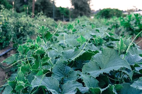 Marketmore 76 Cucumber Seeds The Plant Good Seed Company