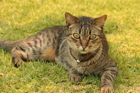 Gambar Hewan Membelai Anak Kucing Licik Binatang Menyusui Fauna