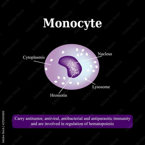 The Anatomical Structure Of Monocytes Blood Cells Vector Illustration