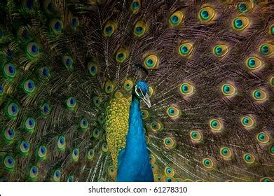 Male Peacock Displaying His Feathers Stock Photo 61278310 | Shutterstock