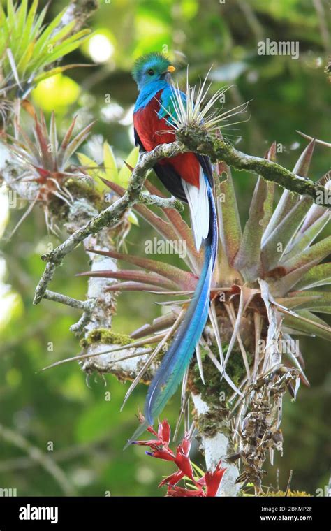 Male Resplendent Quetzal Pharomachrus Mocinno And Bromeliads In Cloud