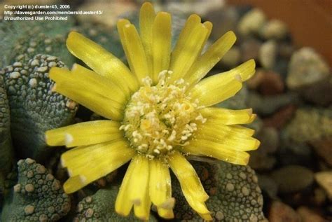 PlantFiles Pictures Titanopsis Species Concrete Leaf Living Stone