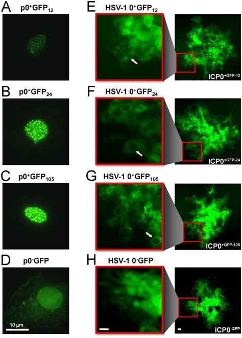 Gfp Tagged Icp Is Predominantly Cytoplasmic In Hsv Infected