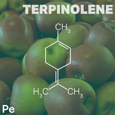 Meet the Main Terpenes of Cannabis — Periodic Edibles