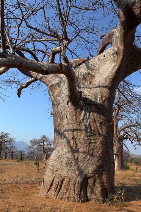 Baobab trees in Africa stock image. Image of tanzania - 137654971