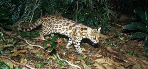New species of wild cat discovered - Modern Cat