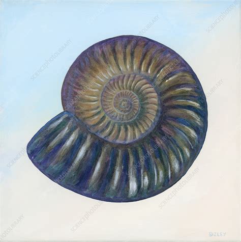 Iridescent Fossil Ammonite Illustration Stock Image C