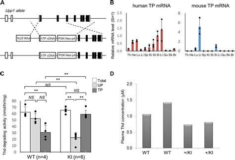 Analysis Of Upp1 HTP KI Mice A Schematic Representation Of The Murine