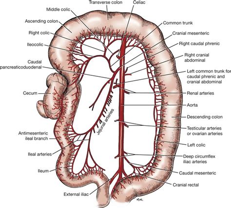 Colon Veterian Key