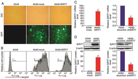 Overexpressionknockdown Of Sirt7 In Human Nsclc Cells A Gfp