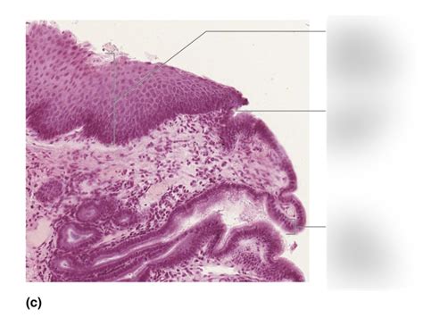 Alimentary Canal Histology Diagram Quizlet