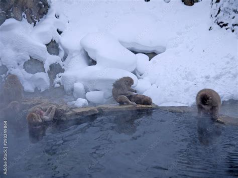 Cute Japanese Snow Monkeys Relaxing In Onsen Hot Spring Water In Jigokudani Yaenkoen Park In