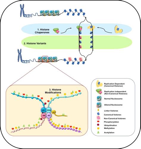 Layers Of Histone Epigenetics Composed Of Histone Chaperones Histone