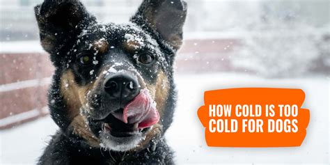 What Weather Is Too Cold For Dogs