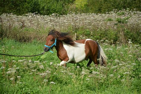 Shetland Pony Laufen Pferd Braun Kostenloses Foto Auf Pixabay Pixabay