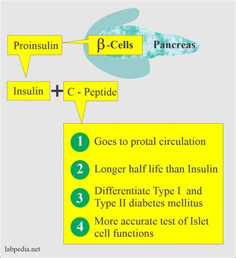 C-Peptide (Insulin, Proinsulin) and Interpretations - Labpedia.net