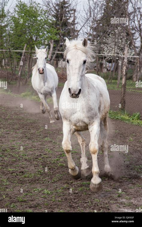 Portrait of beautiful gray shire horse Stock Photo - Alamy