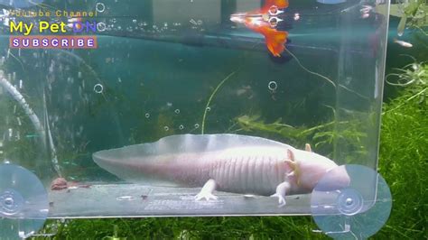 Hồ Cá Cảnh Thủy Sinh Kỳ Nhông Nước Axolotl Cá Bảy Màu Guppy Full Red