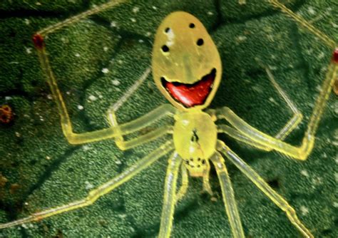 The Hawaiian Happy Face Spider Photograph By Warren Thompson Fine Art