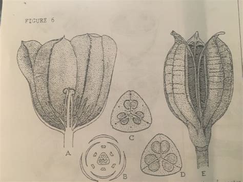 Flower Lab Flashcards Quizlet