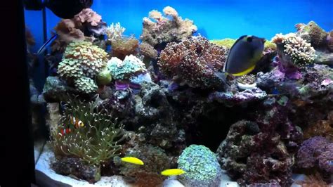 Reefmax aquael-3/Wochen alt - YouTube